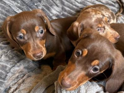Beautiful miniature Dachshund puppies for sale in Mayo