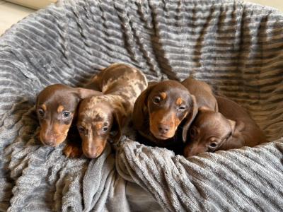Beautiful miniature Dachshund puppies for sale in Mayo