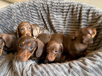Beautiful miniature Dachshund puppies for sale in Mayo
