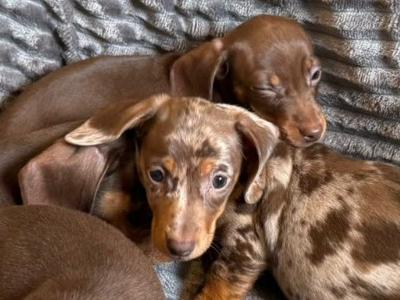 Beautiful miniature Dachshund puppies for sale in Mayo
