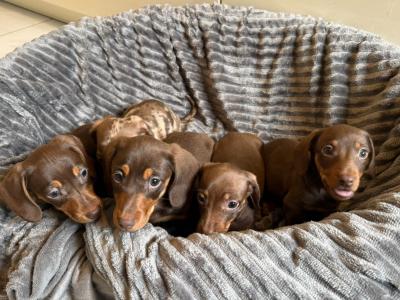 Beautiful miniature Dachshund puppies for sale in Mayo