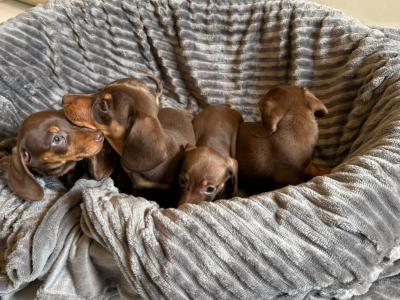 Beautiful miniature Dachshund puppies for sale in Mayo