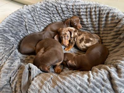 Beautiful miniature Dachshund puppies for sale in Mayo