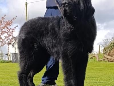 Stunning Pedigree Newfoundland puppies - Superior Quality in Galway