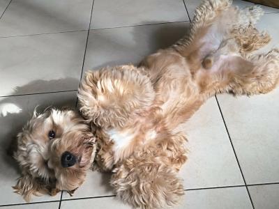 Cockapoo looking to Become a First Time Daddy in Louth