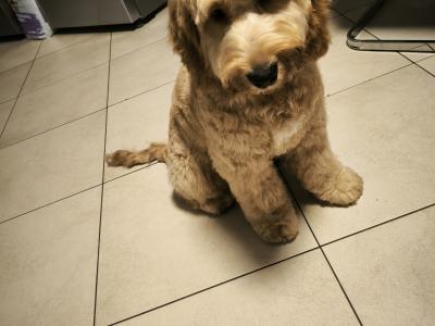 Cockapoo looking to Become a First Time Daddy in Louth