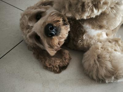 Cockapoo looking to Become a First Time Daddy in Louth