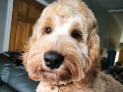 Cockapoo looking to Become a First Time Daddy in Louth