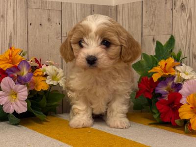 Vet checked, Child Friendly Cavachon puppies in Limerick