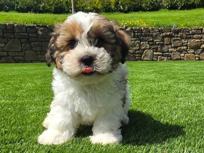 Shih Tzu puppies in Limerick