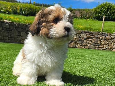 Shih Tzu puppies in Limerick