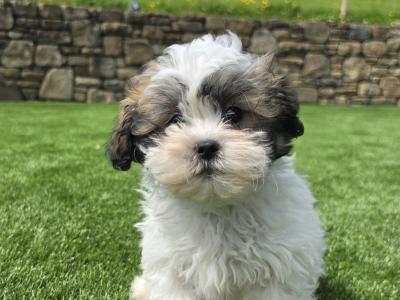 Shih Tzu puppies in Limerick