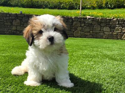 Shih Tzu puppies in Limerick