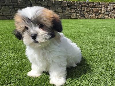 Shih Tzu puppies in Limerick