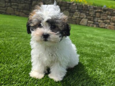 Shih Tzu puppies in Limerick