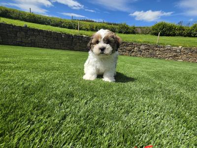 Shih Tzu puppies in Limerick
