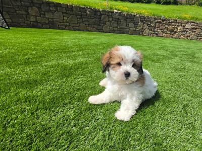 Shih Tzu puppies in Limerick