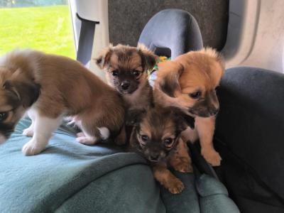 Purebred Chihuahua puppies in Kerry