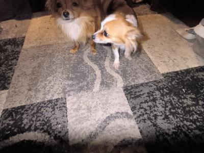 Purebred Chihuahua puppies in Kerry