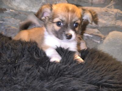 Purebred Chihuahua puppies in Kerry