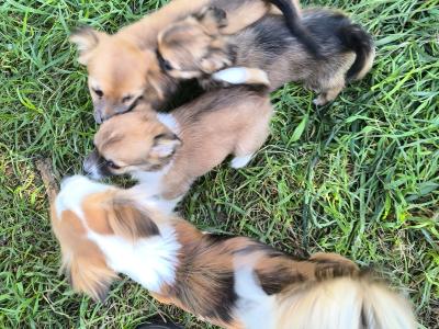 Purebred Chihuahua puppies in Kerry