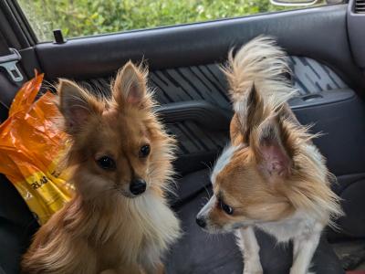 Purebred Chihuahua puppies in Kerry
