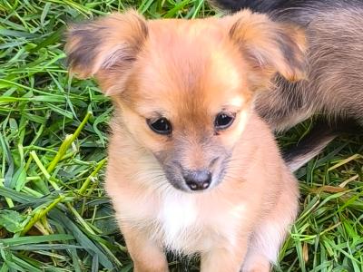 Purebred Chihuahua puppies in Kerry