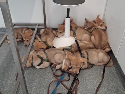 IKC Registered (pending) Saarloos Wolfdog puppies in Tipperary