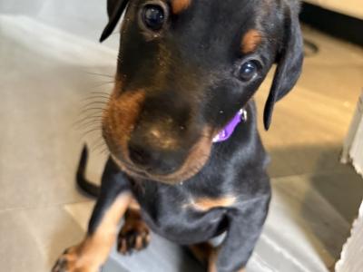 Full bred Doberman puppies for sale