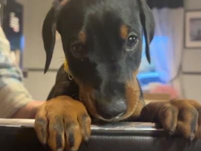 Full bred Doberman puppies for sale