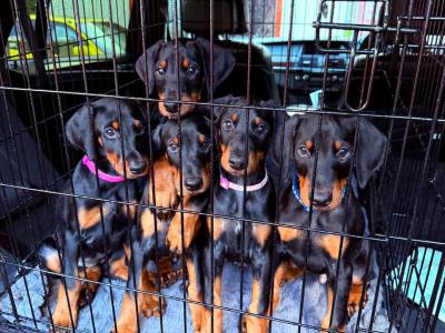 Full bred Doberman puppies for sale