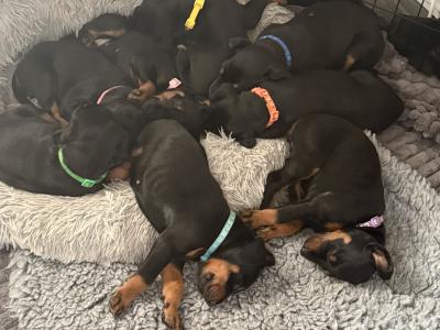 Full bred Doberman puppies for sale