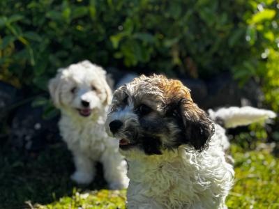 Beautiful Cavachon puppies in Limerick