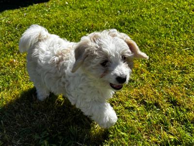 Beautiful Cavachon puppies in Limerick
