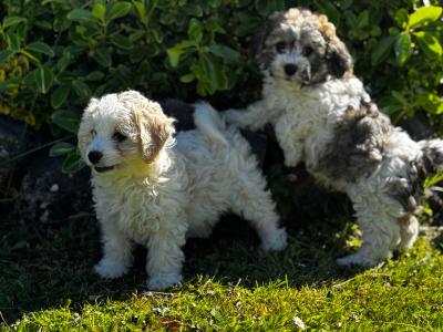 Beautiful Cavachon puppies in Limerick
