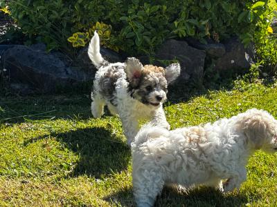 Beautiful Cavachon puppies in Limerick