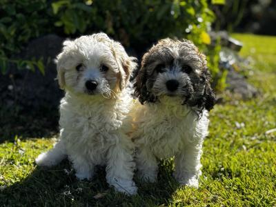 Beautiful Cavachon puppies in Limerick