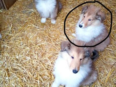 Rough Collie pups (lassie type) 3 males, 1 female remaining