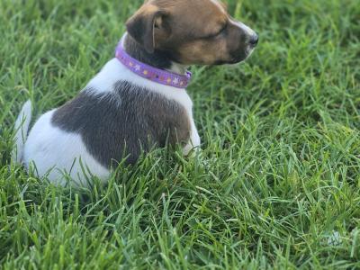 2 male Jr pups in Kildare €300