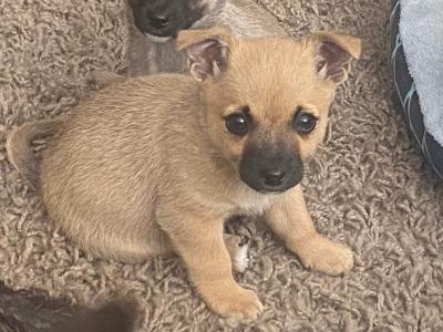 West Highland/Jack Russell x Chihuahua puppies in Laois