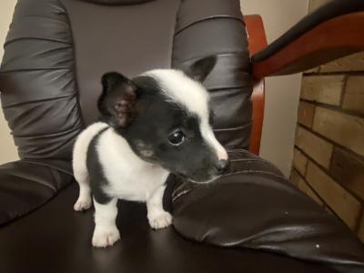 West Highland/Jack Russell x Chihuahua puppies in Laois