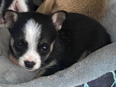 West Highland/Jack Russell x Chihuahua puppies in Laois