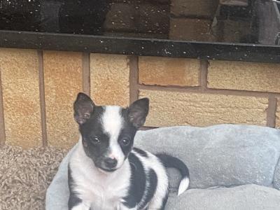West Highland/Jack Russell x Chihuahua puppies in Laois