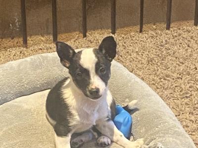 West Highland/Jack Russell x Chihuahua puppies in Laois