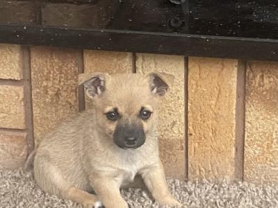 West Highland/Jack Russell x Chihuahua puppies in Laois