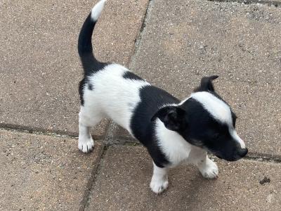 West Highland/Jack Russell x Chihuahua puppies in Laois