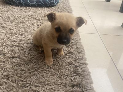 West Highland/Jack Russell x Chihuahua puppies in Laois