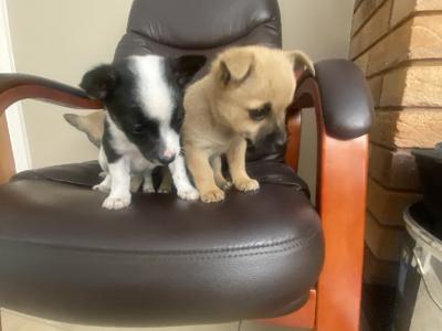 West Highland/Jack Russell x Chihuahua puppies in Laois
