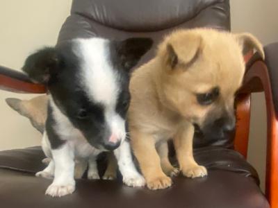 West Highland/Jack Russell x Chihuahua puppies in Laois