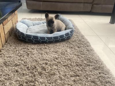 West Highland/Jack Russell x Chihuahua puppies in Laois